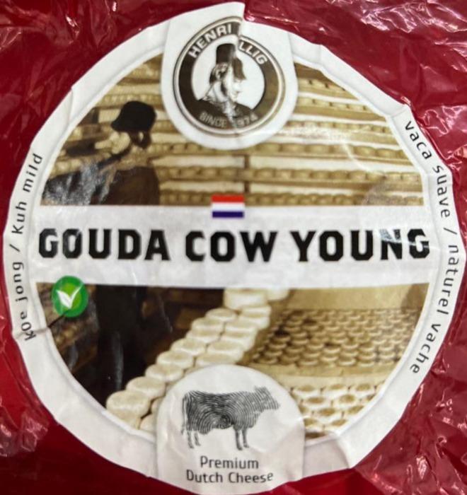 Fotografie - Gouda Cow Young Henri Willig