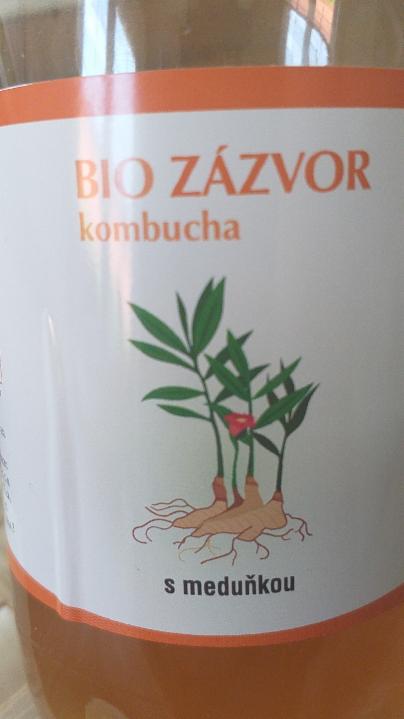 Fotografie - Bio zázvor kombucha a meduňkou