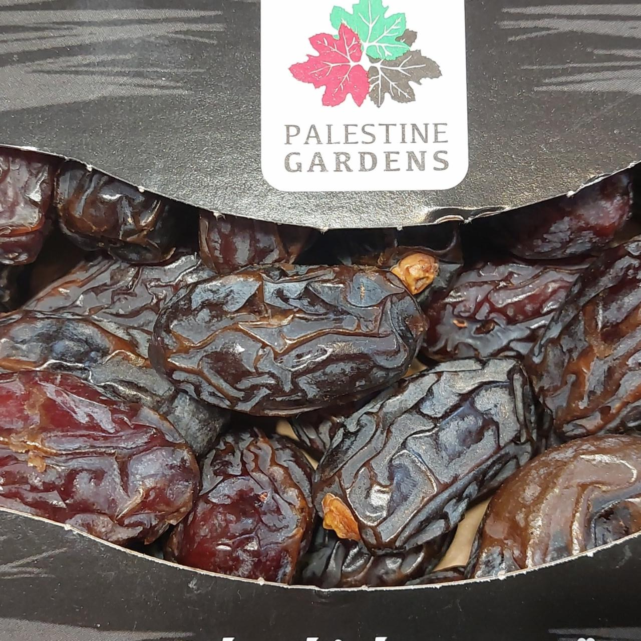 Fotografie - Palestinian Medjoul dates Palestine Gardens