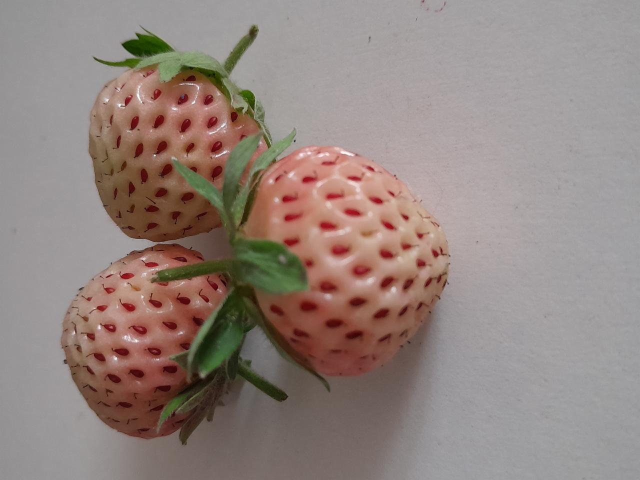 Fotografie - Pineberries, bílé jahody